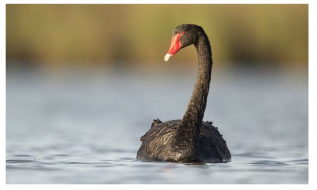 black swan